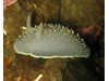Photo of Acanthodoris hudsoni